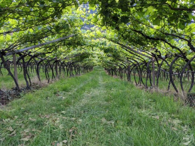 Südtirol Eppan Weinanbau