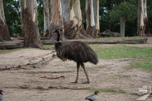 Brisbane Zoo Emu