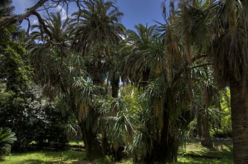 Yucca Palme in Lissabon